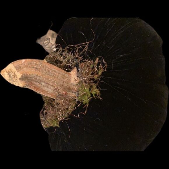 Handmade Fall Holiday Black genuine VELVET Pumpkin Decor - Picture 11 of 11